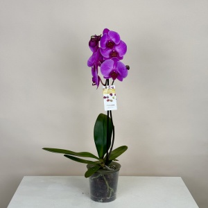 Орхидея Фаленопсис 60 см