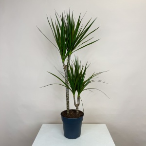 Драцена 110 см