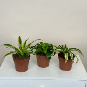 Драцена микс 22 см