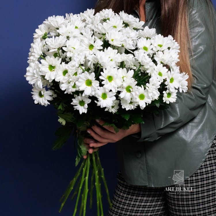 11 белых ромашковых хризантем