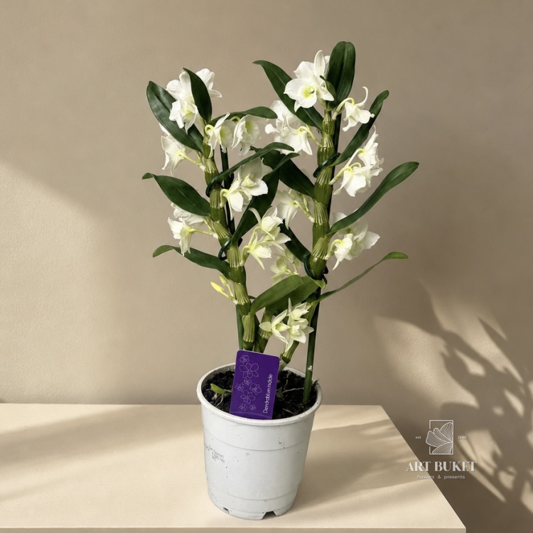 Дендробиум 12cm 40d
