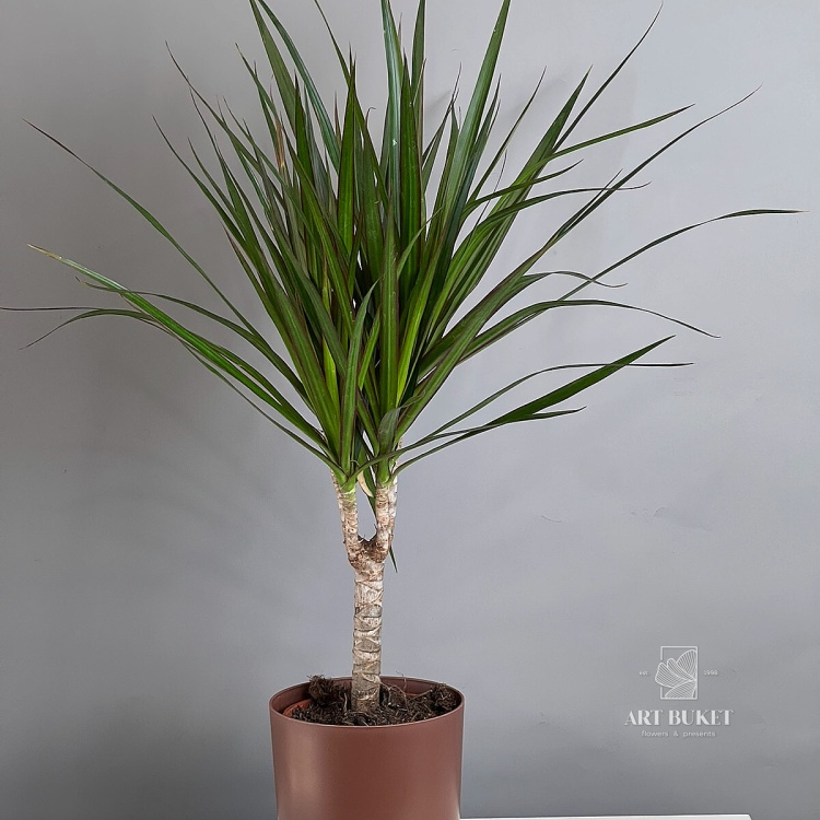 Драцена 40 см