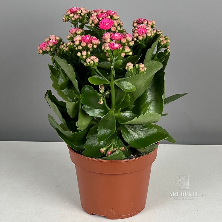 Каланхое 27 см