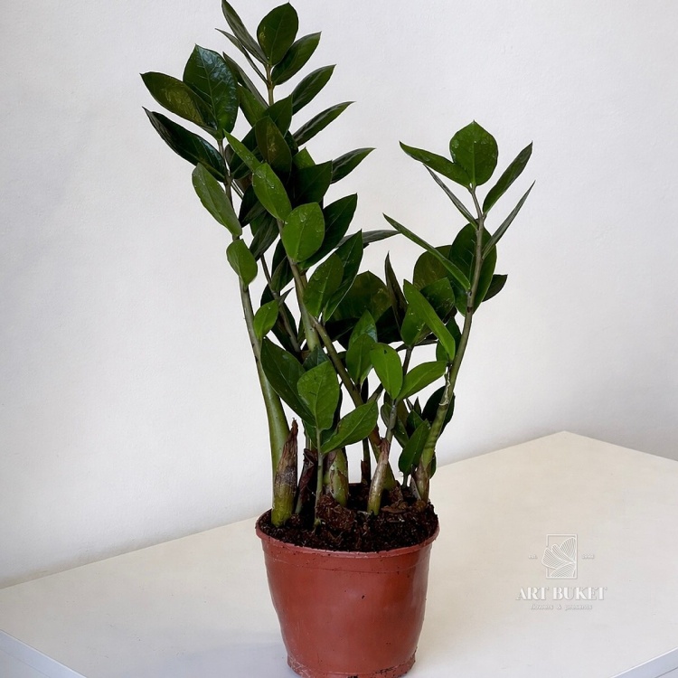 Замиокулькас 40 см