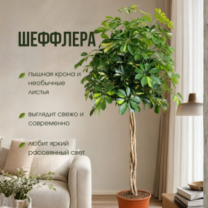 Шеффлера 160 см, d 30