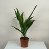 Аспидистра 50 см
