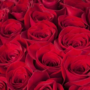 Роза красная 50 см