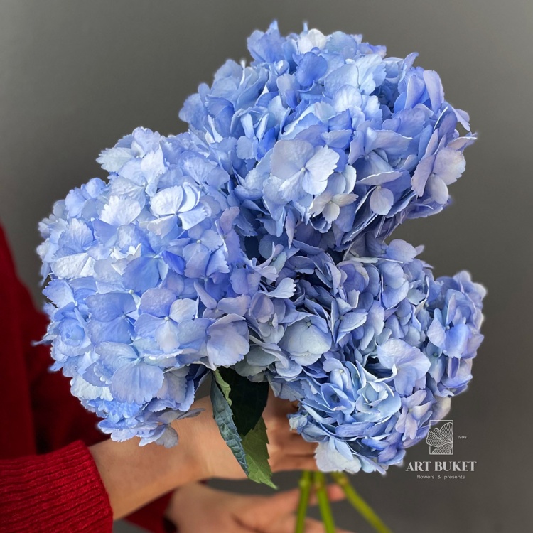 Гортензия микс