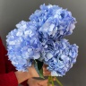 Гортензия микс