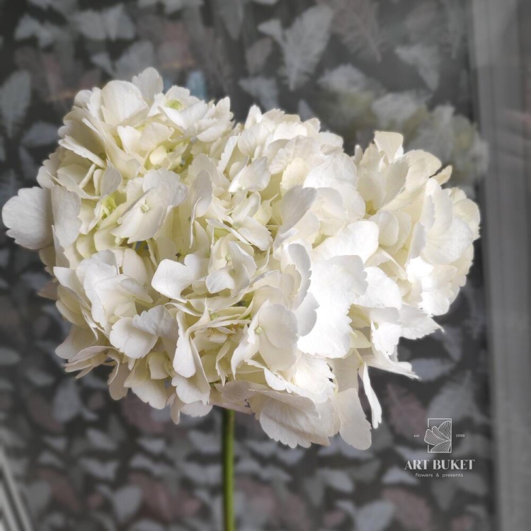 Гортензия микс