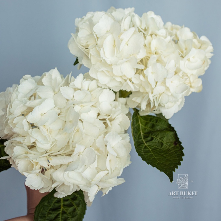 Гортензия микс