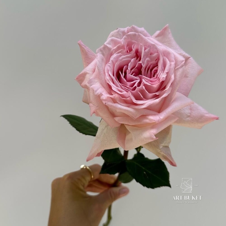 Пионовидная роза "Pink Ohara"