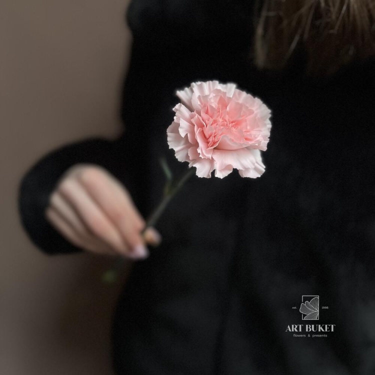 Диантус микс