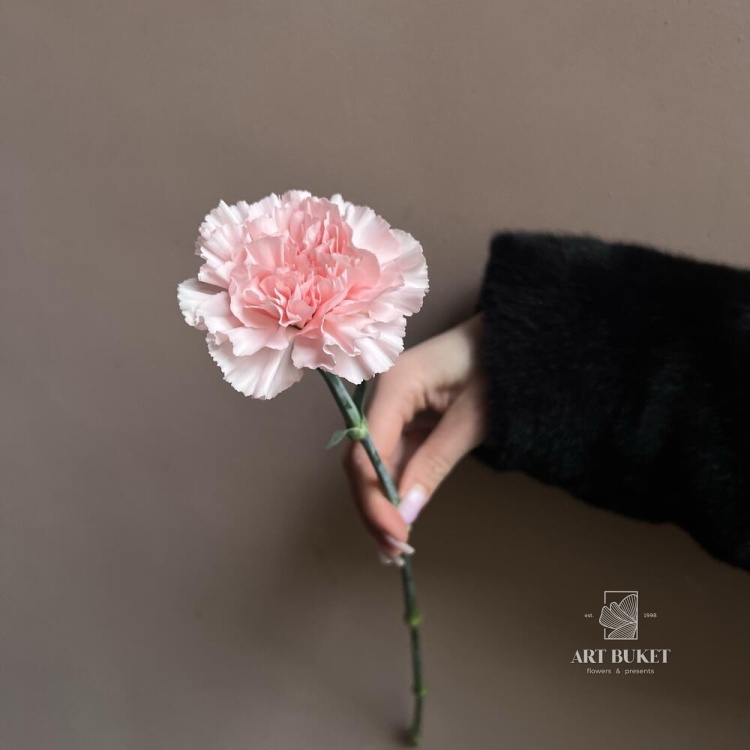 Диантус микс