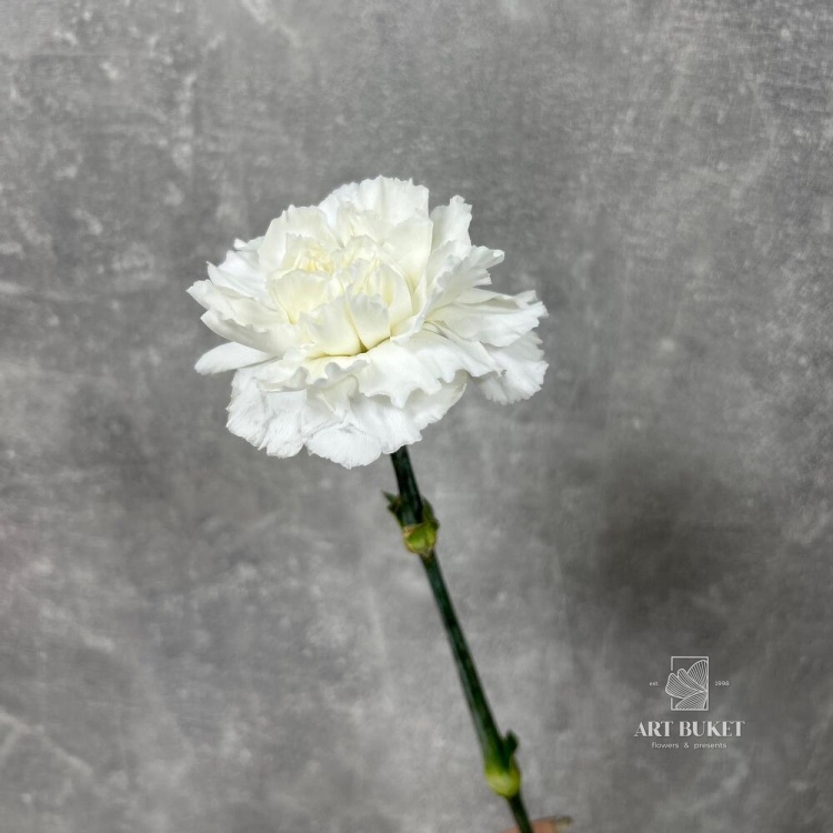 Диантус микс