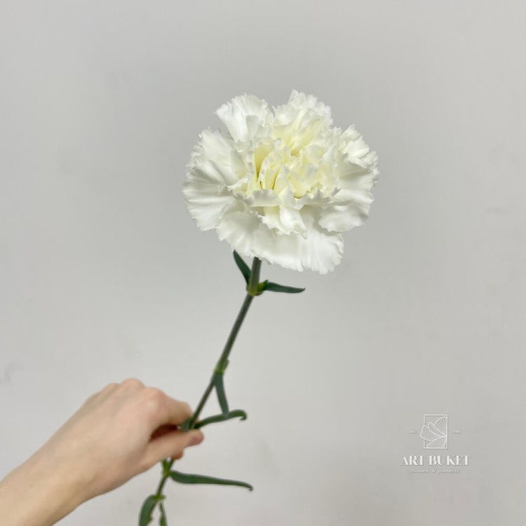 Диантус микс