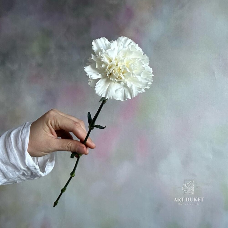 Диантус микс