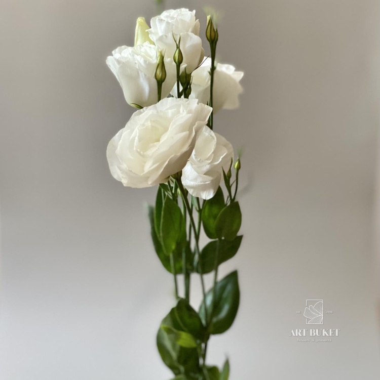 Лизиантус микс