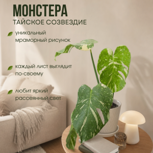 Монстера 50 см, d 13 см