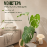 Монстера 50 см, d 13 см