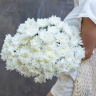 9 белых хризантем