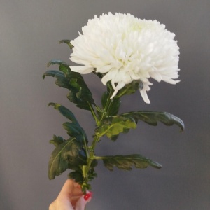 Хризантема одноголовая