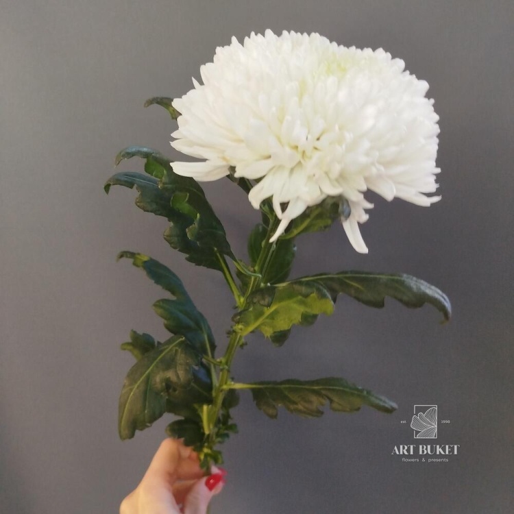 Хризантема одноголовая