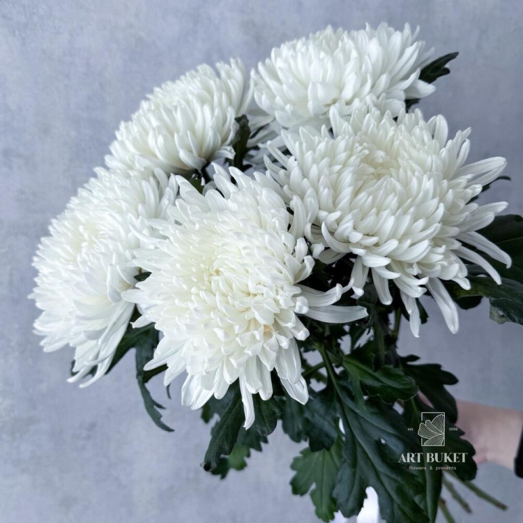 Хризантема одноголовая