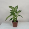 Аглаонема 60 см