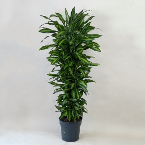 Драцена 160 см