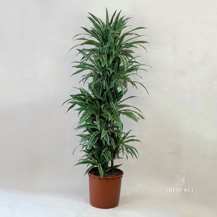 Драцена 170 см