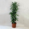 Драцена 170 см