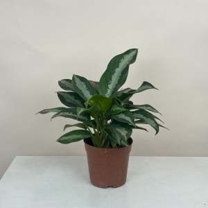 Аглаонема 35 см