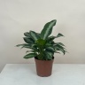 Аглаонема 35 см