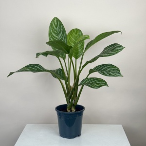 Аглаонема 65 см