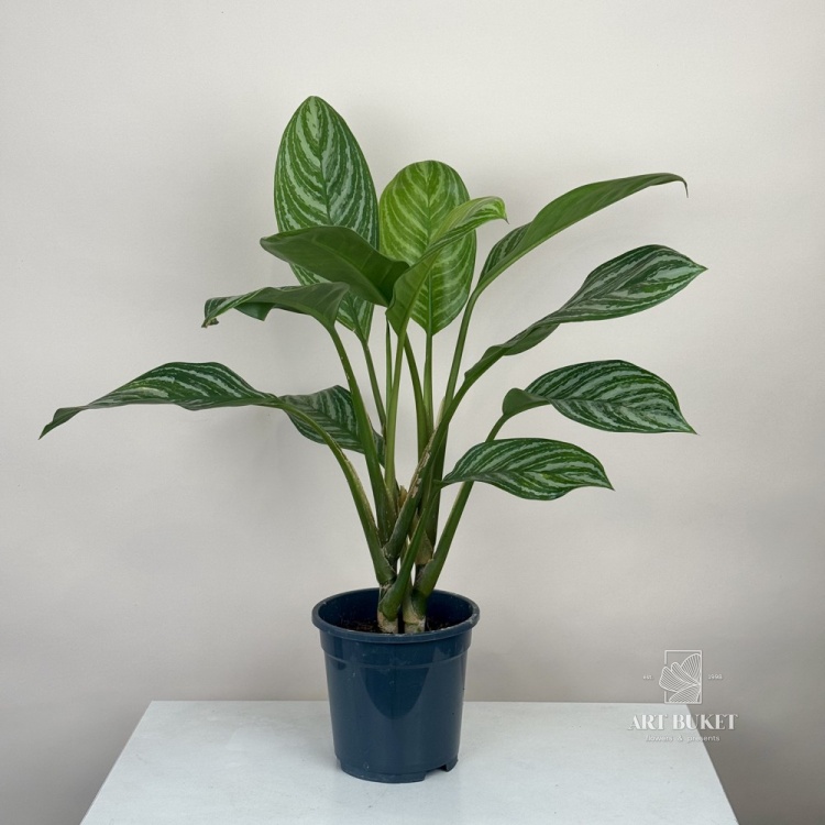 Аглаонема 65 см