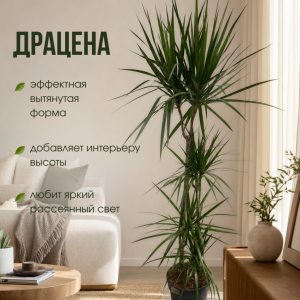 Драцена 150 см, d 27