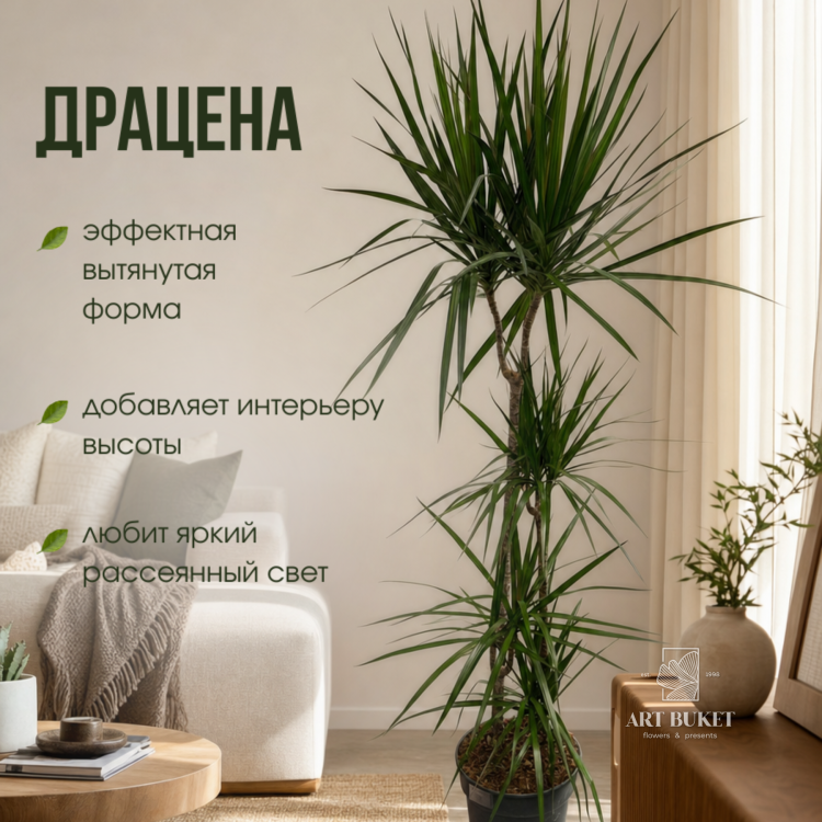 Драцена 150 см, d 27