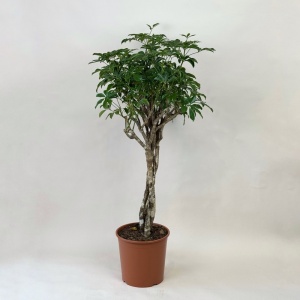 Шефлера 120 см