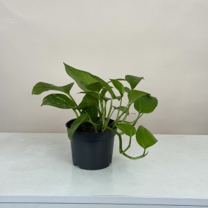 Эпипремнум 20 см