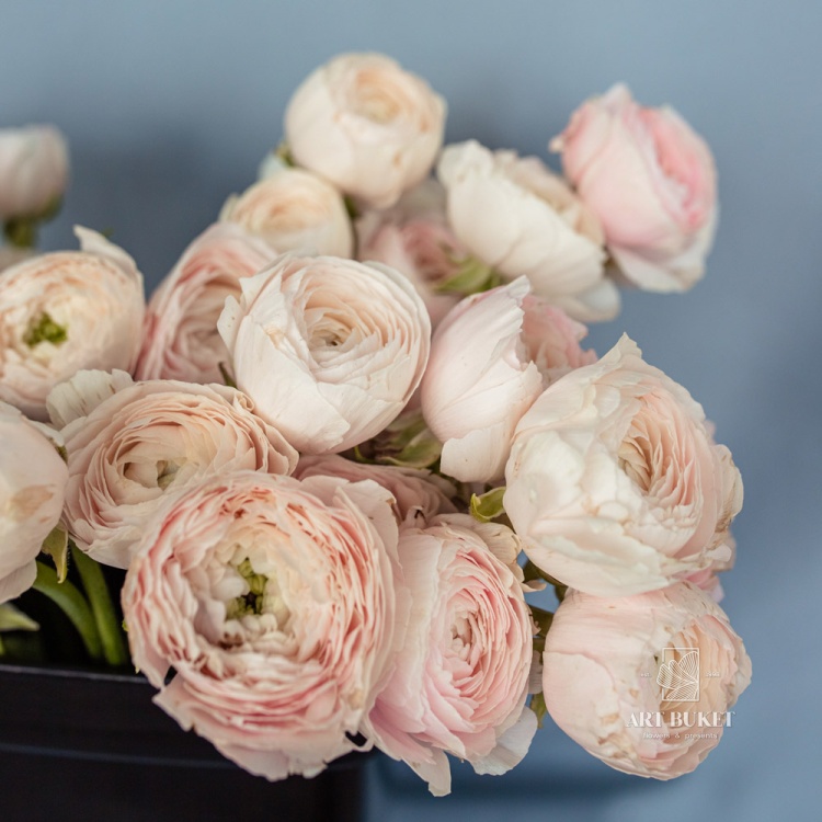 Ранункулюс