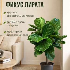 Фикус 140 см, d 27