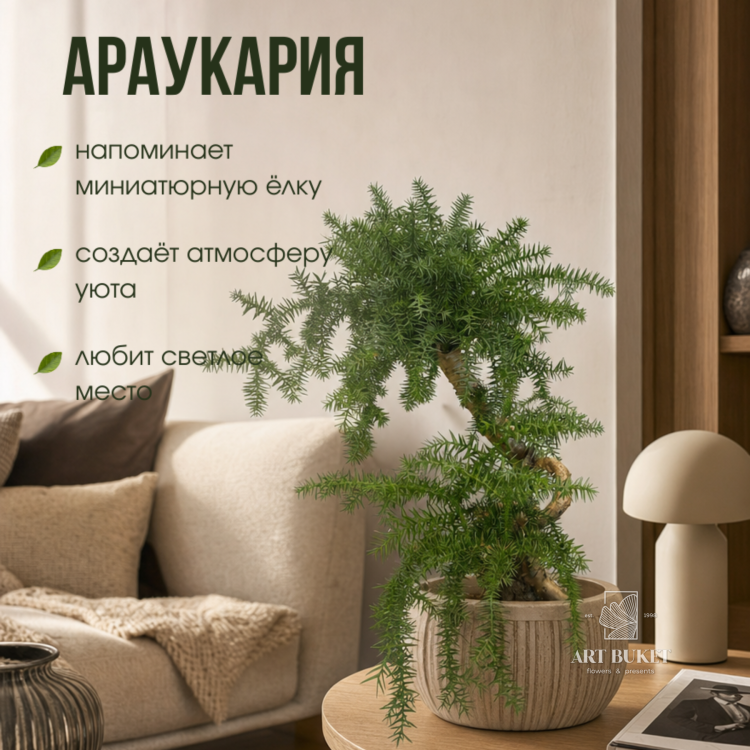 Араукария 40 см