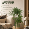 Араукария 40 см