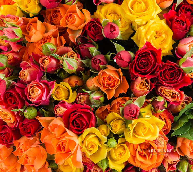 Роза кустовая микс