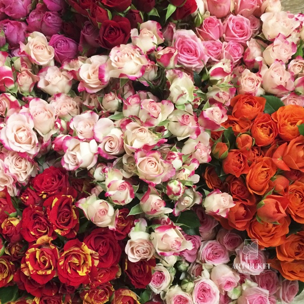 Роза кустовая микс