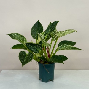 Филодендрон 30 см