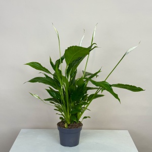 Спатифиллум 50 см
