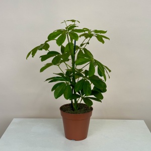 Шеффлера 45 см