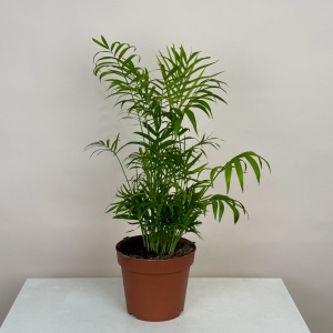 Хамедория 60 см